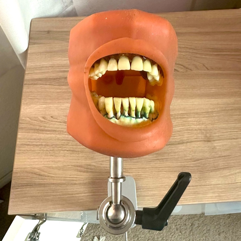 Nissin Dental Model Typodont Hygiene with Stand P15DP TR.56D.